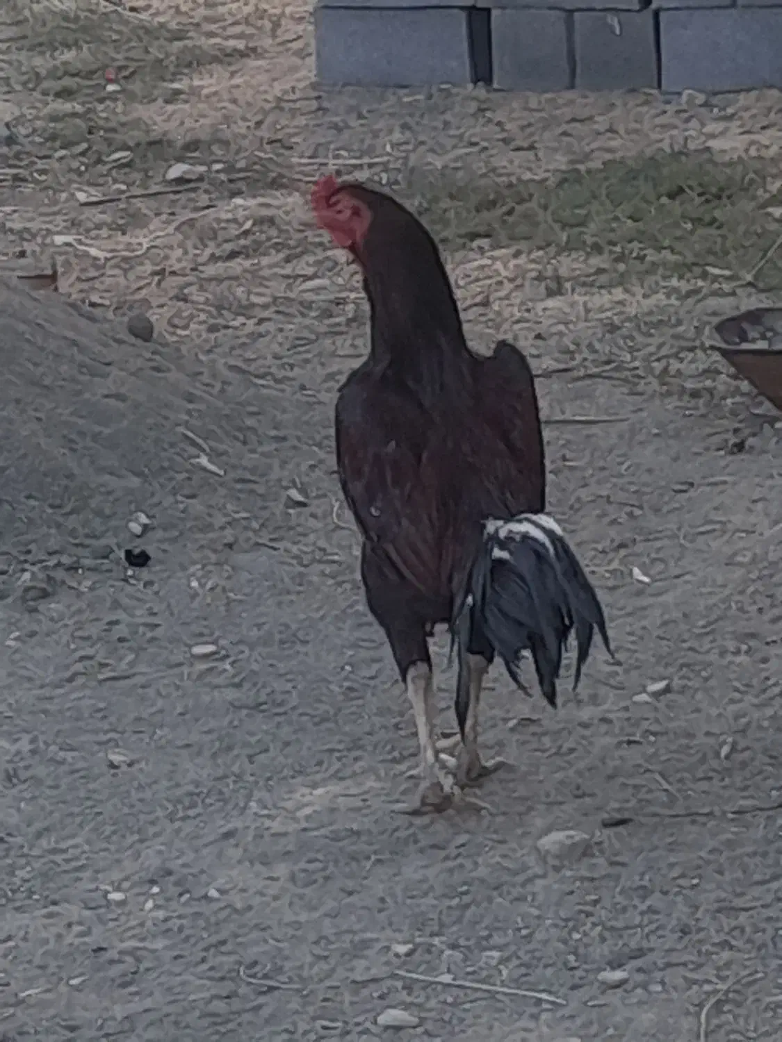 مرغ و خروس لاری|حیوانات مزرعه|بلبان آباد, |دیوار