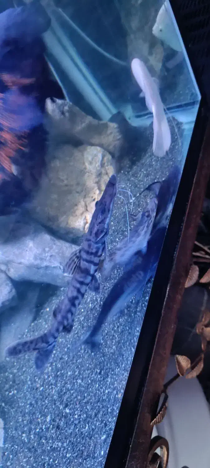 ماهی مانستر|ماهی|مشهد, رده|دیوار