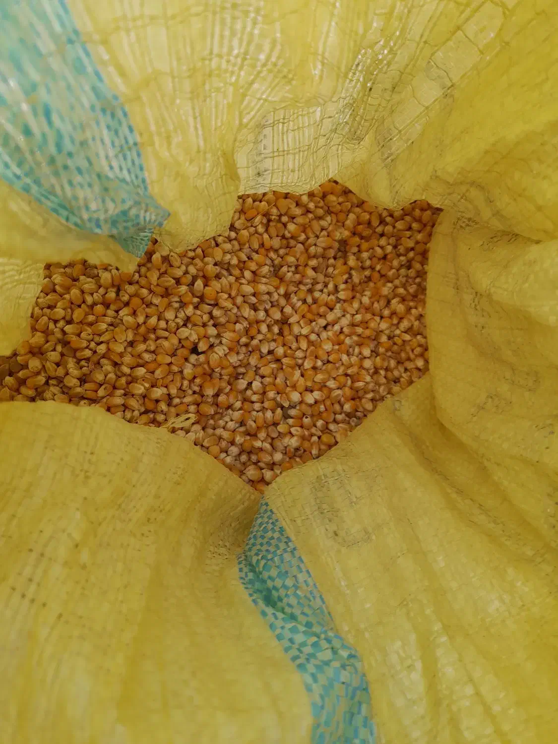 ذرت|حیوانات مزرعه|محمدشهر, یزدیها|دیوار