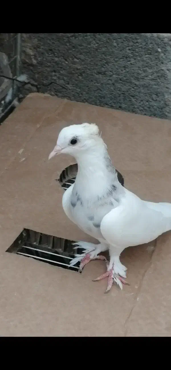 4 عدد طوقی|پرنده|چاه مبارک, |دیوار