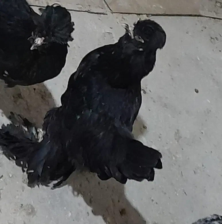 خروس|حیوانات مزرعه|دلبران, |دیوار