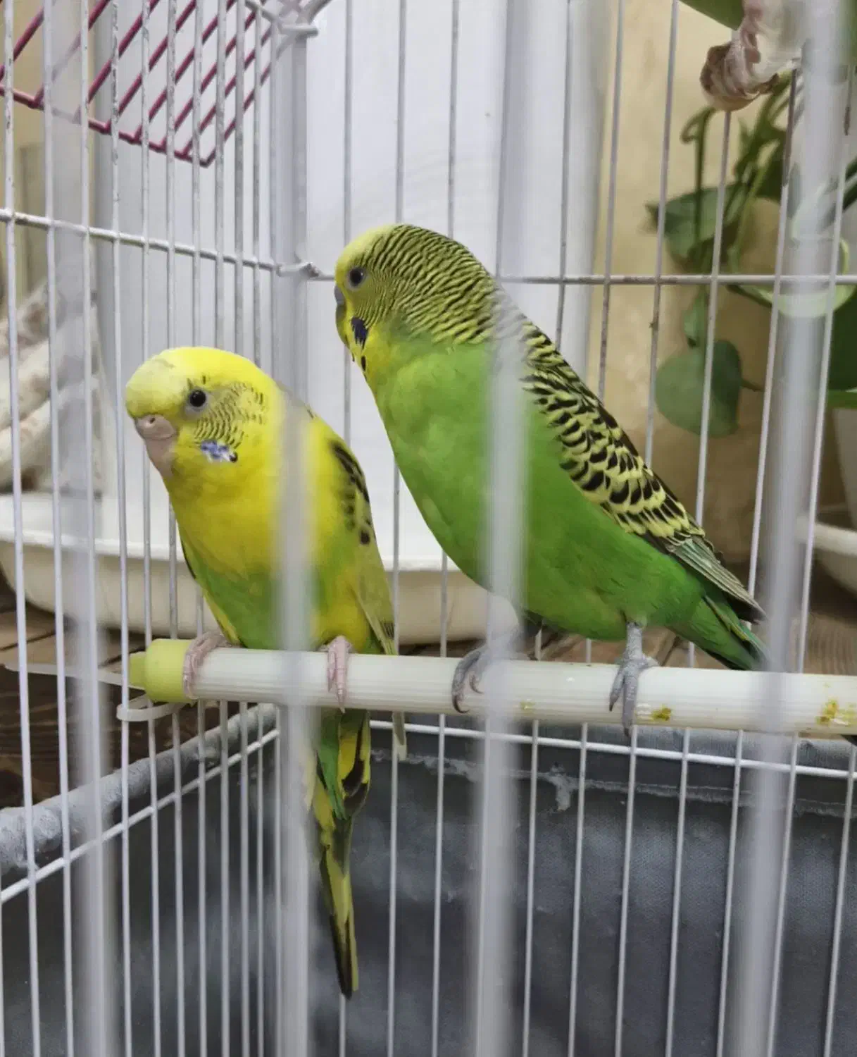 مرغ عشق مولد|پرنده|تهران, شمشیری|دیوار