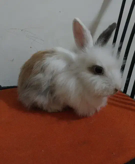 سه تا خرگوش بالغ جرسی و لوپ پشمالو و دستی فقط ۳۰۰|موش و خرگوش|هشتگرد, هشتگرد قدیم|دیوار