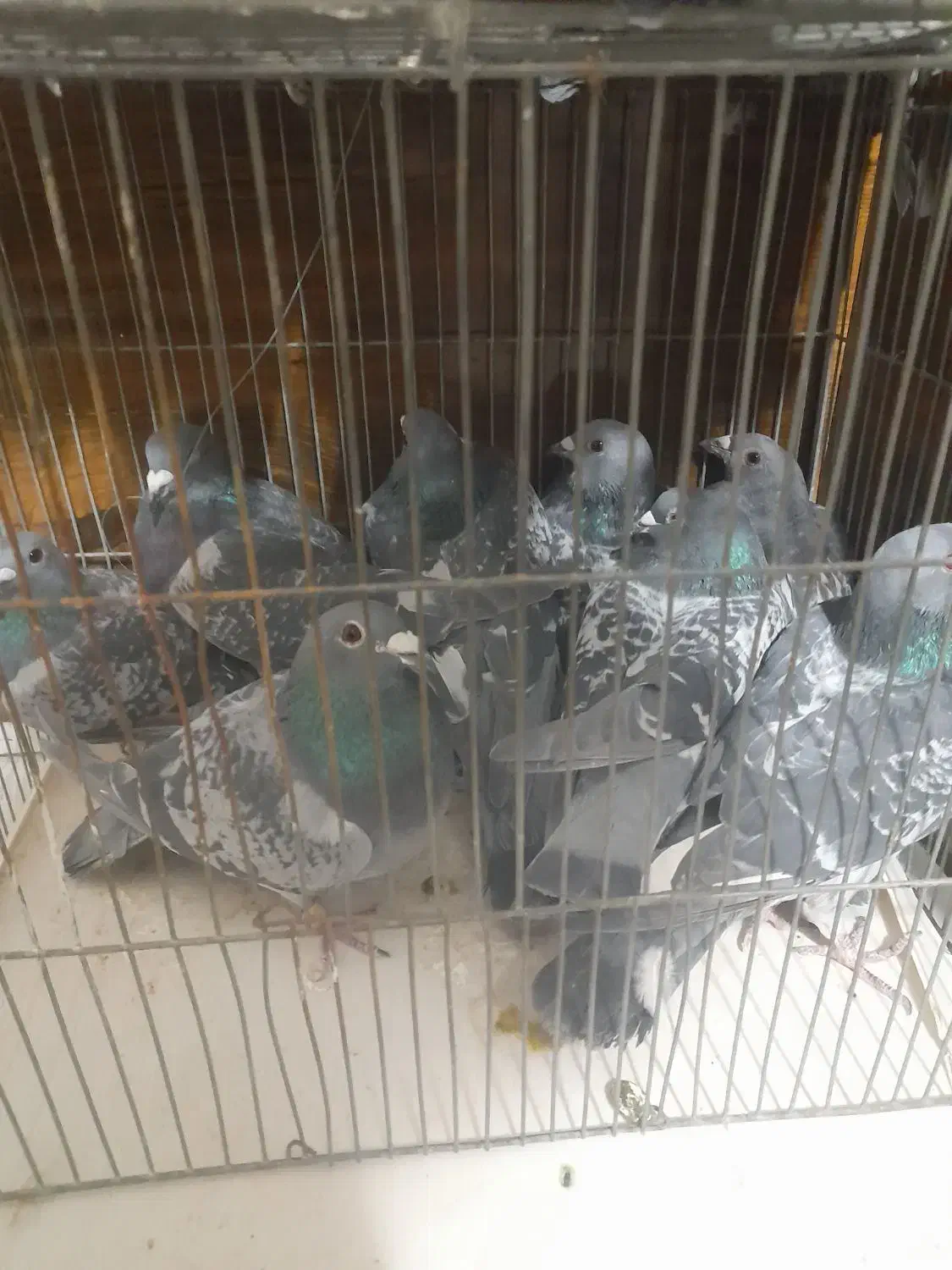 کبوتر پلاکی عربستان و جا اردن|پرنده|اصفهان, خواجو|دیوار