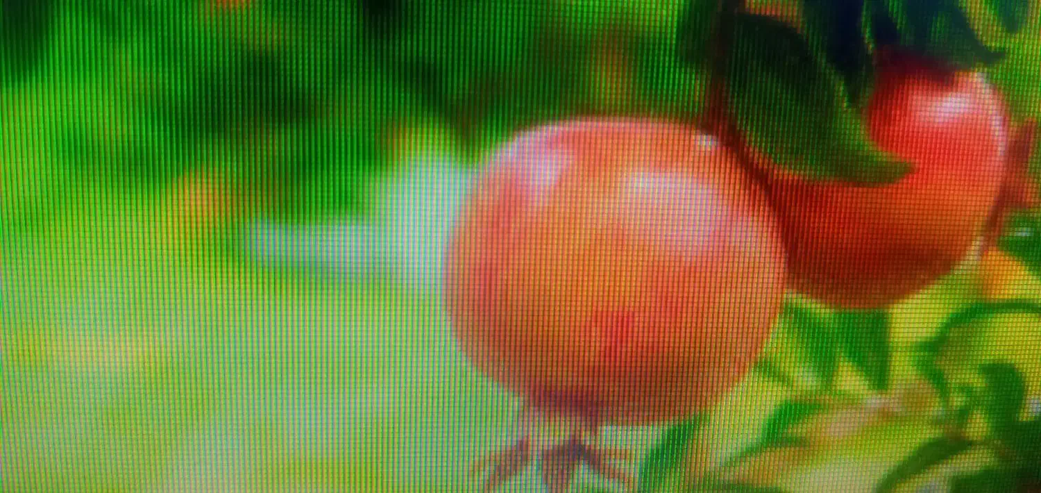 باغ آینده دار چهلدختران|فروش زمین و ملک کلنگی|کاشان, یزدآباد|دیوار