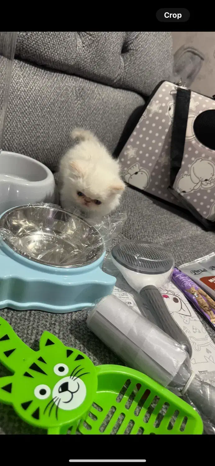 گربه|گربه|تهران, ایرانشهر|دیوار