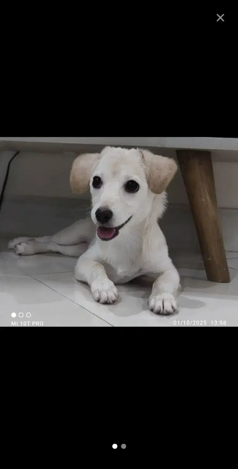 سگ پاکوتا ۶ ماهه نر اشپیتز سالم|سگ|چالوس, |دیوار