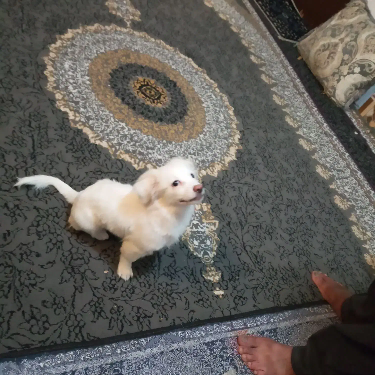 اشپیزپامر|سگ|بندرعباس, |دیوار