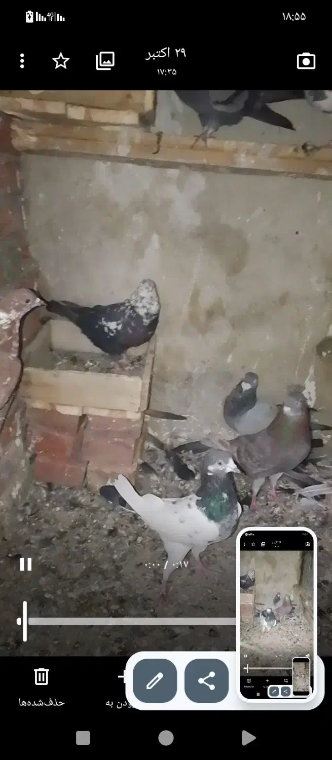 کبوتر|پرنده|نقده, |دیوار