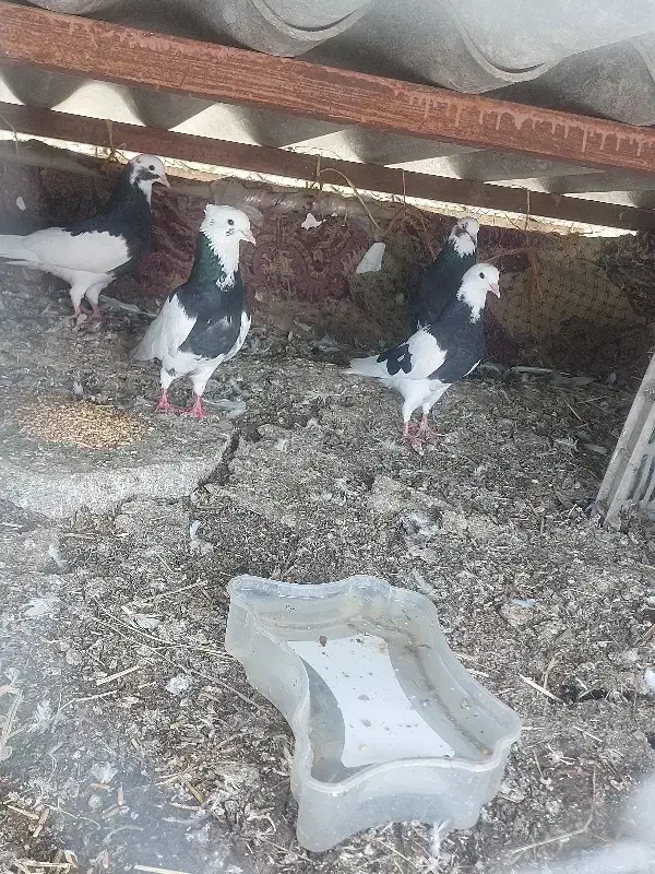 کفتر|پرنده|چوبر, |دیوار