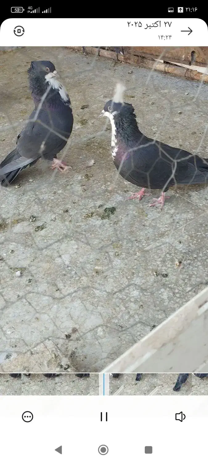 کفش مجلسی . طرح کفتر کبوتر معاوضه  اگهی بخون|کیف، کفش، کمربند|رفسنجان, |دیوار