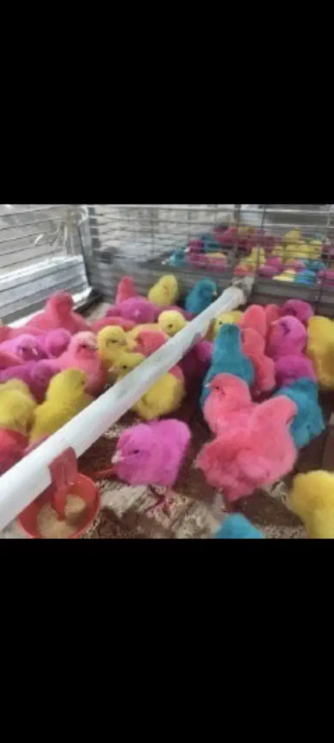 انواع جوجه|حیوانات مزرعه|کاشان, راوند|دیوار