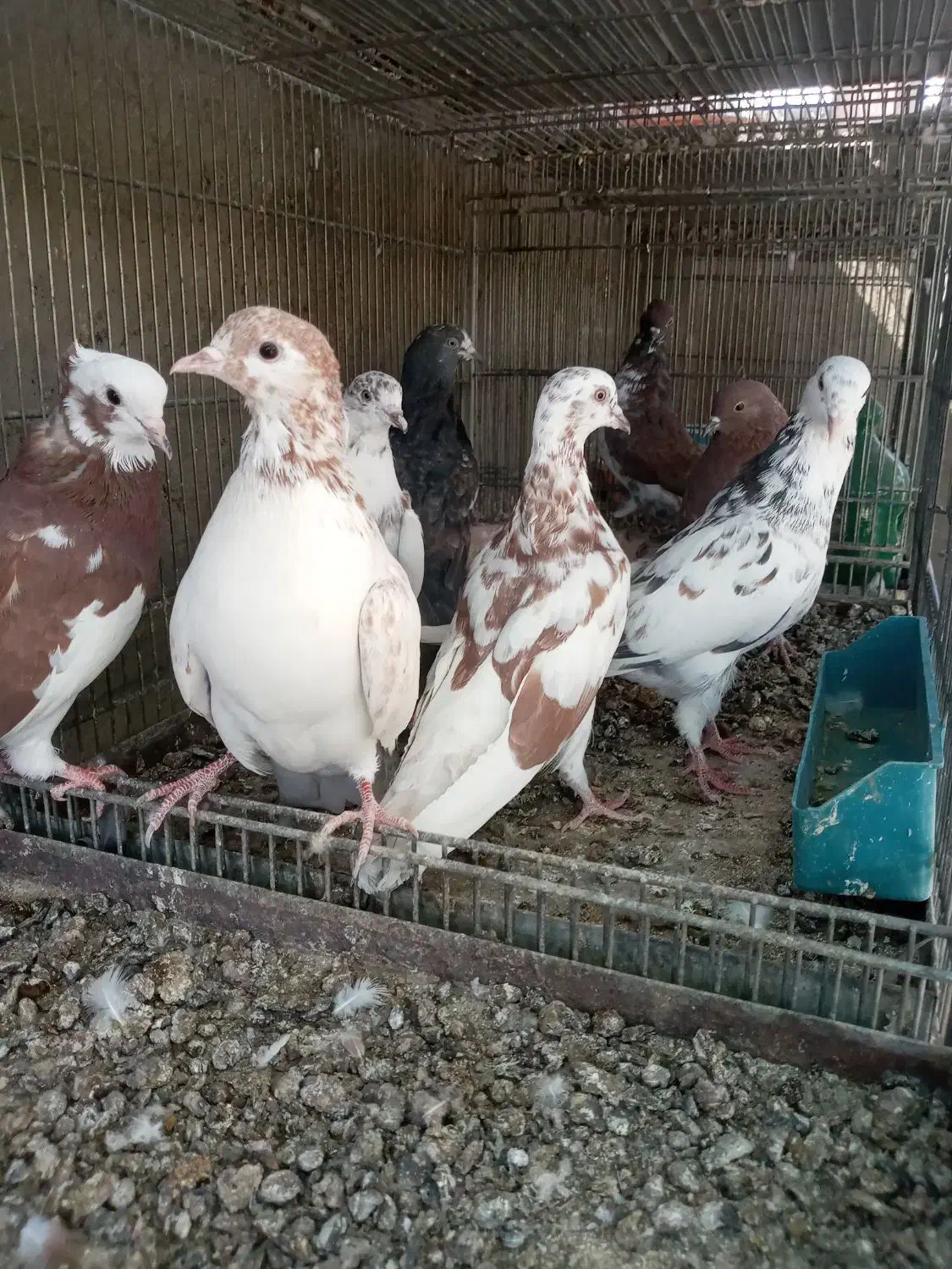 کبوتر پرشی|پرنده|سیرجان, |دیوار
