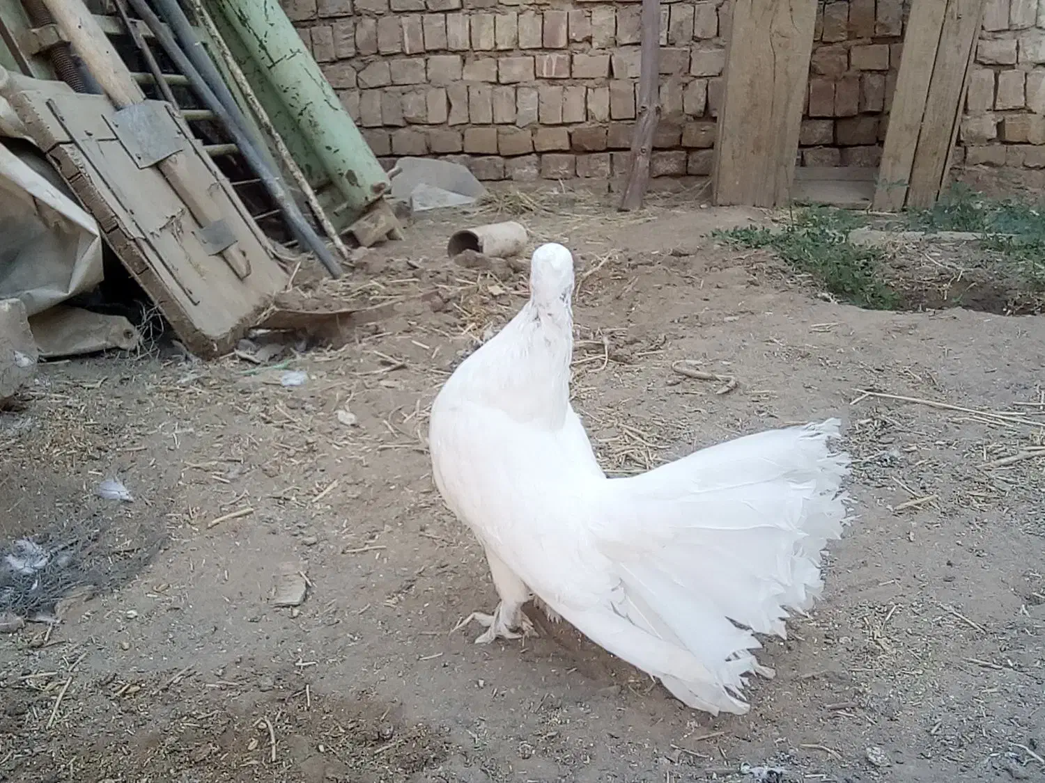 کبوتر دم چتری کاکلی(انگلیسی)|پرنده|کاشان, فاز ۱ ناجی آباد|دیوار