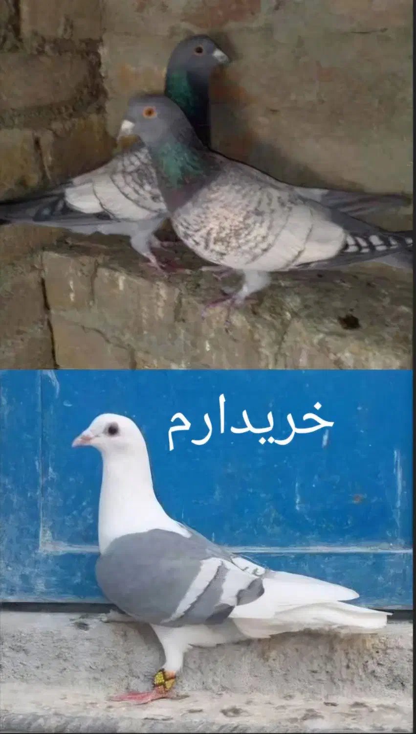 ماده طاووسی و دوکت خط سفید|پرنده|بهبهان, |دیوار