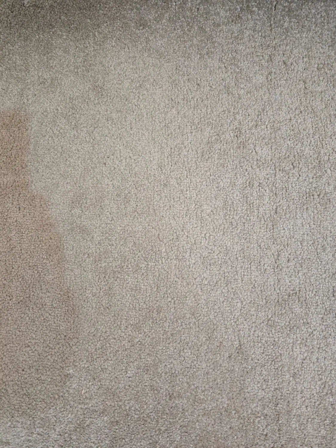 پالاز موکت طوسی رنگ|موکت|زاهدان, |دیوار