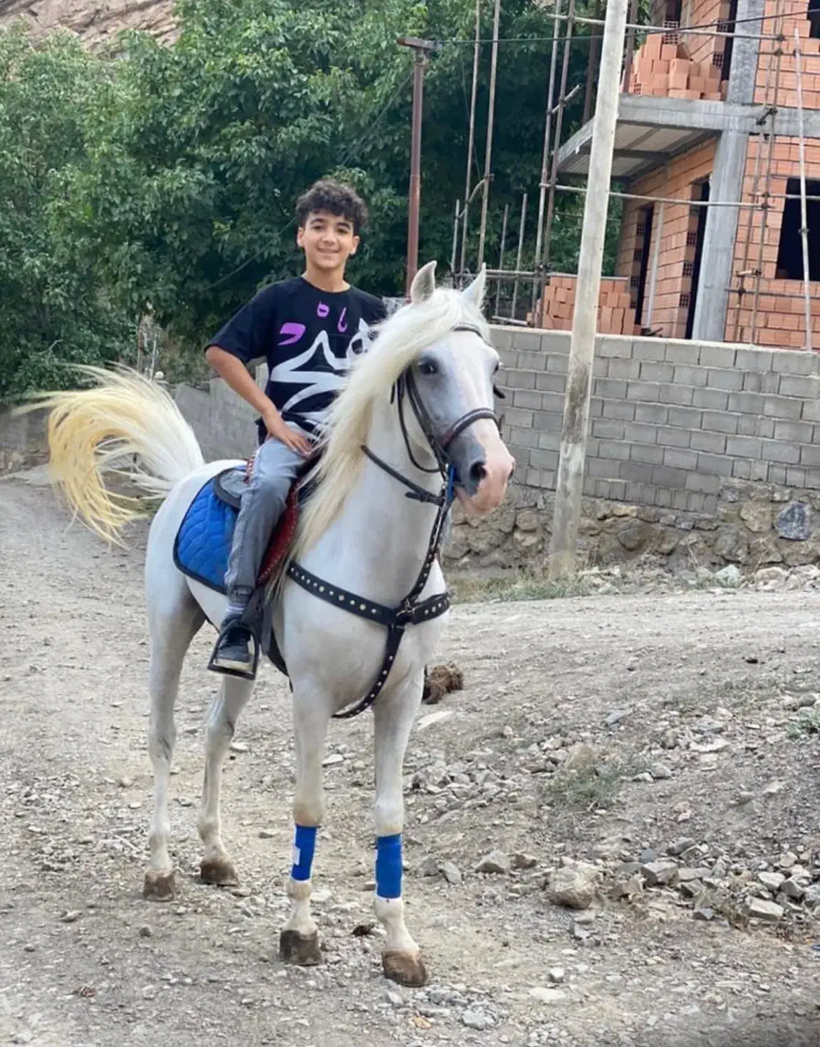 اسب عرب ایرانی|اسب و تجهیزات اسبسواری|آمل, |دیوار