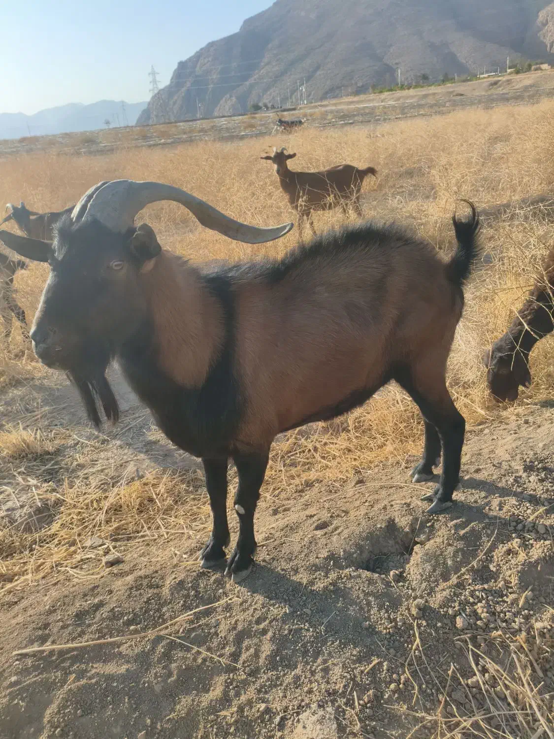 نر بز آلپاین|حیوانات مزرعه|مرودشت, رامجرد یک|دیوار