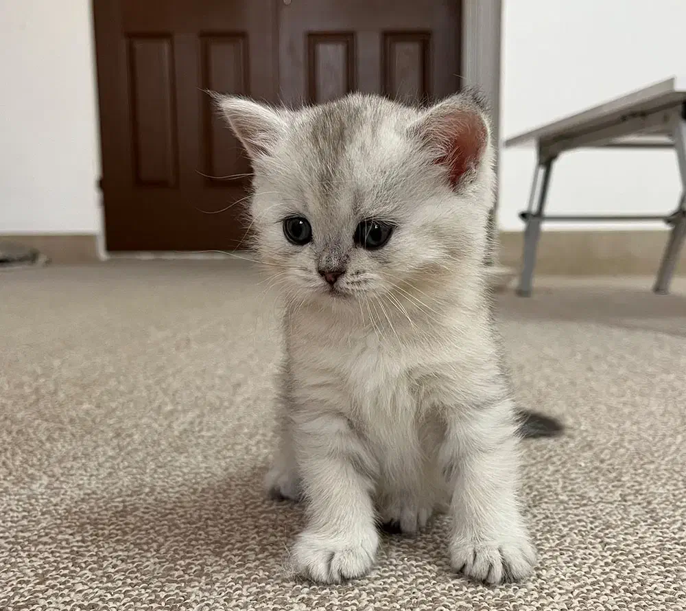 گربه گمشده|گربه|خمین, |دیوار