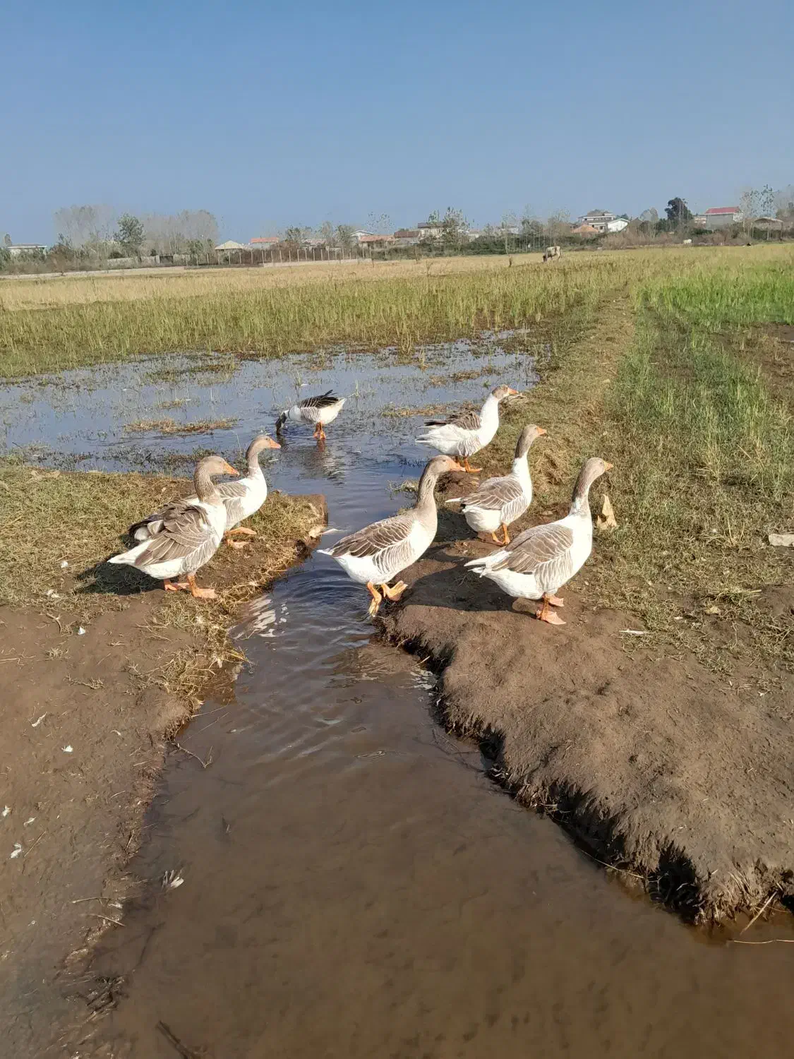 سلام ۶عددغازجوان سالم پرگوشت|پرنده|چاف و چمخاله, |دیوار