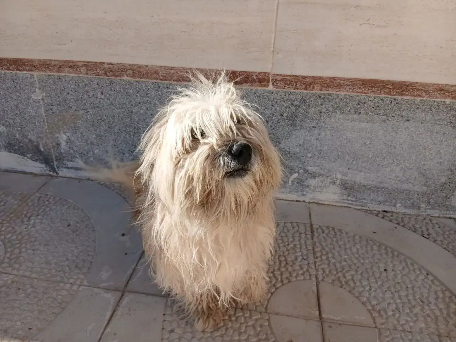 فروش سگ خانگی|سگ|شاهرود, |دیوار