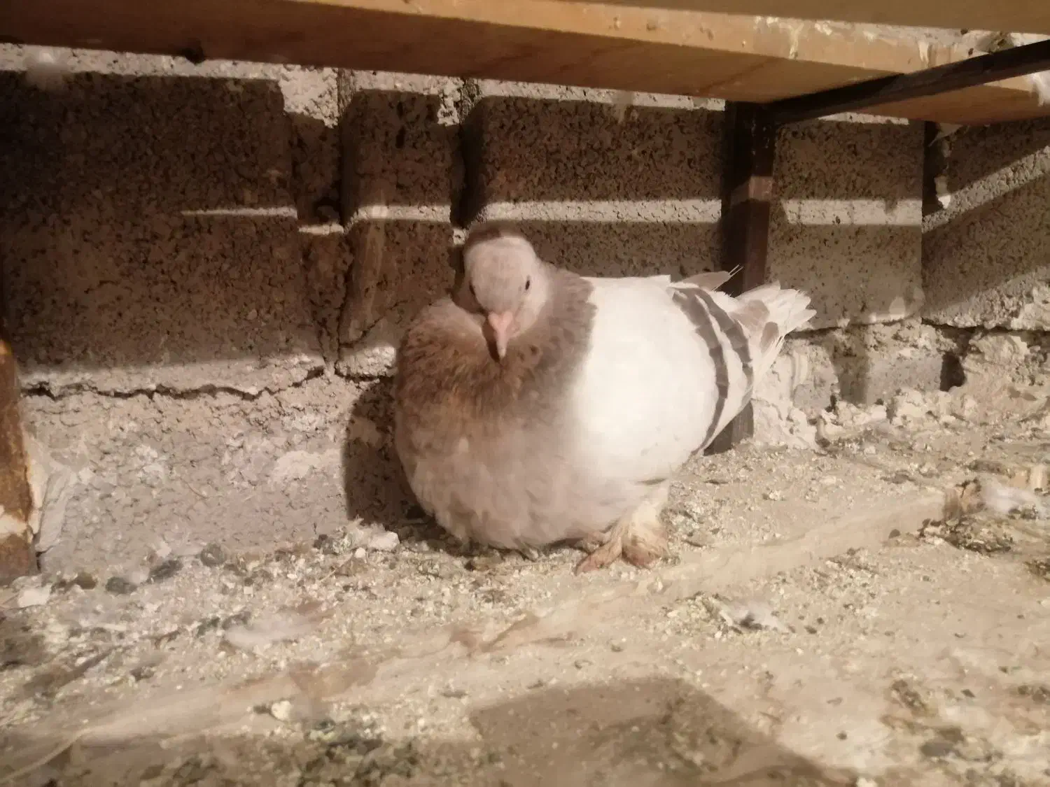 کبوتر کاغذی|پرنده|لنده, |دیوار