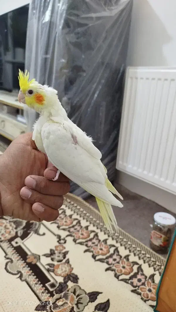 جوجه عروس هلندی|پرنده|پاکدشت, پاکدشت (مامازند)|دیوار