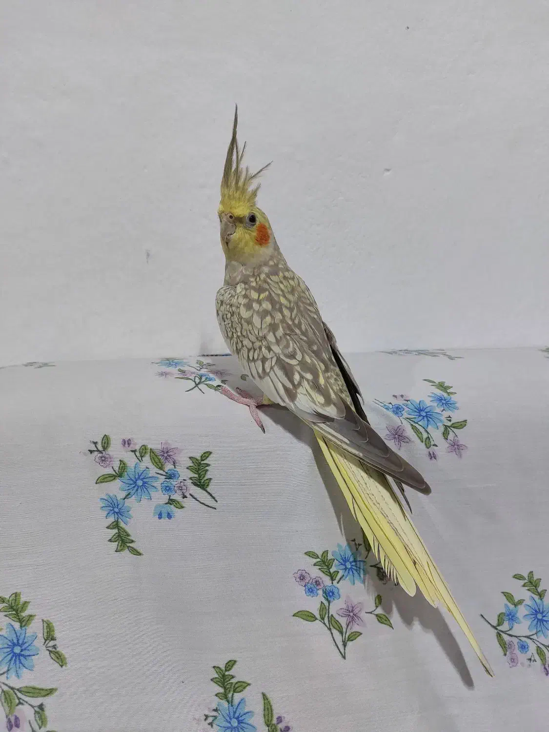 عروس هلندی|پرنده|پرهسر, |دیوار