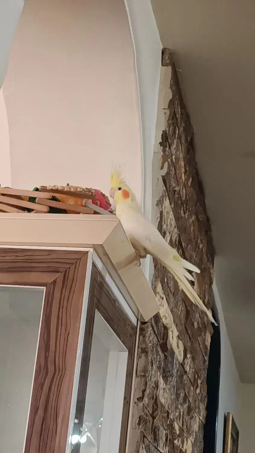 طوطی عروس هلندی لوتینو|پرنده|ارومیه, |دیوار