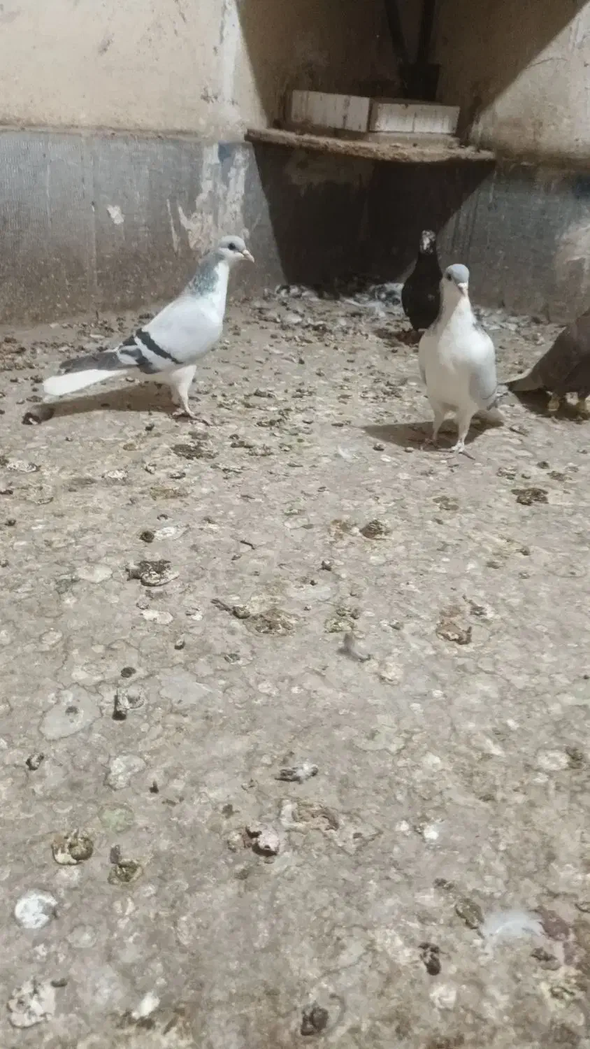 بدرنگ باخت کرده|پرنده|صائین قلعه, |دیوار