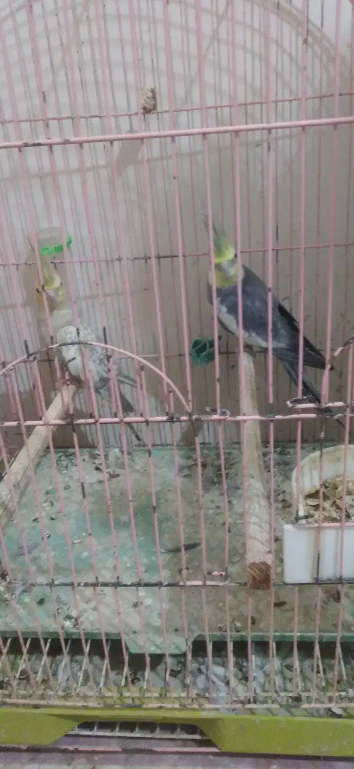 جفت عروس هلندی|پرنده|لوندویل, |دیوار