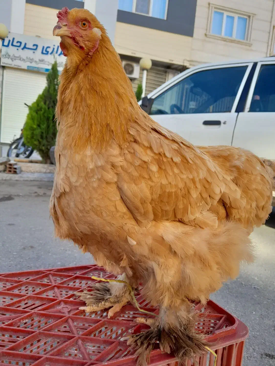 مرغ و خروس برهماه امپراطور|حیوانات مزرعه|گرگان, |دیوار