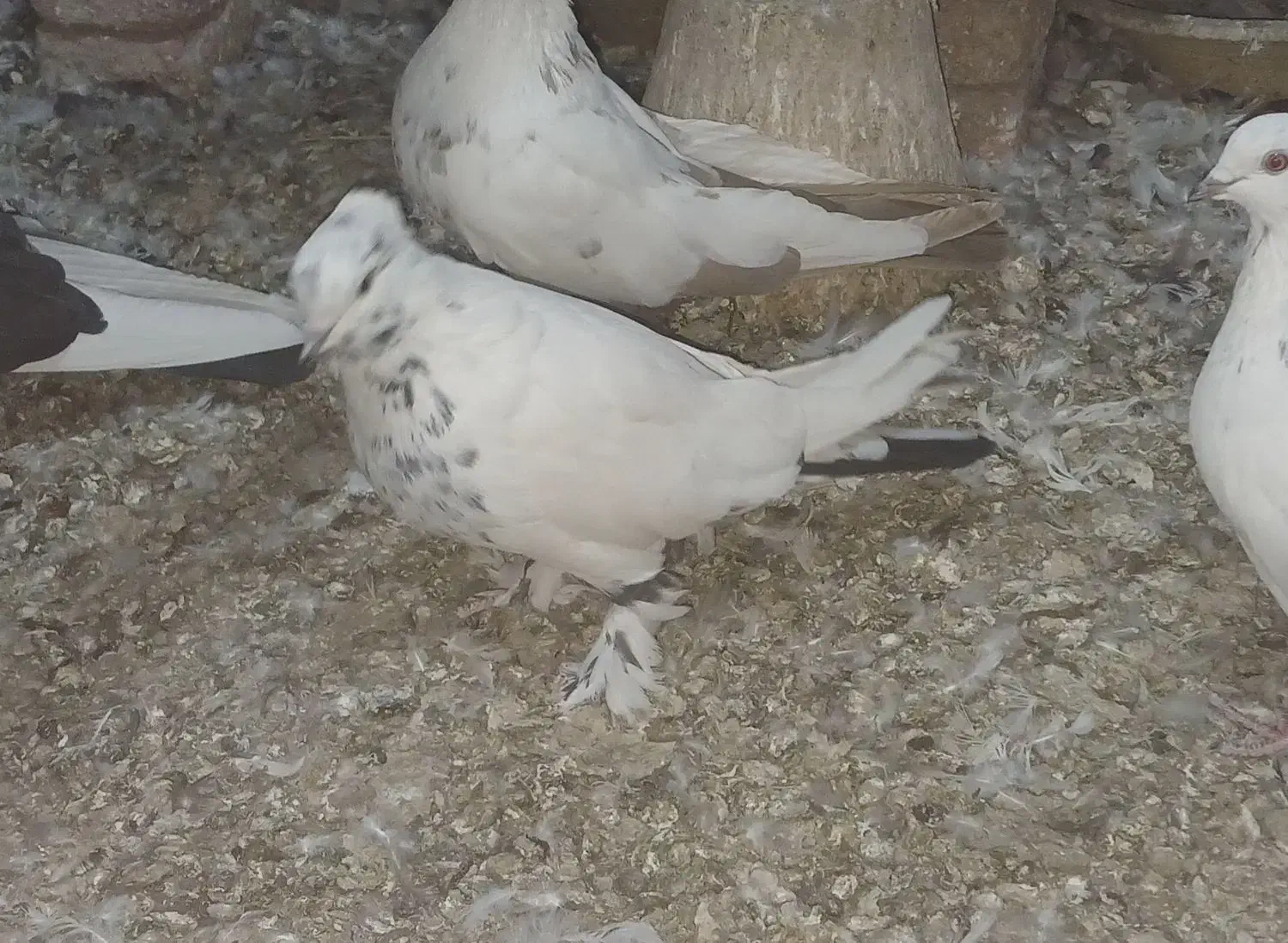 کبوتر کاشان|پرنده|اسکو, |دیوار