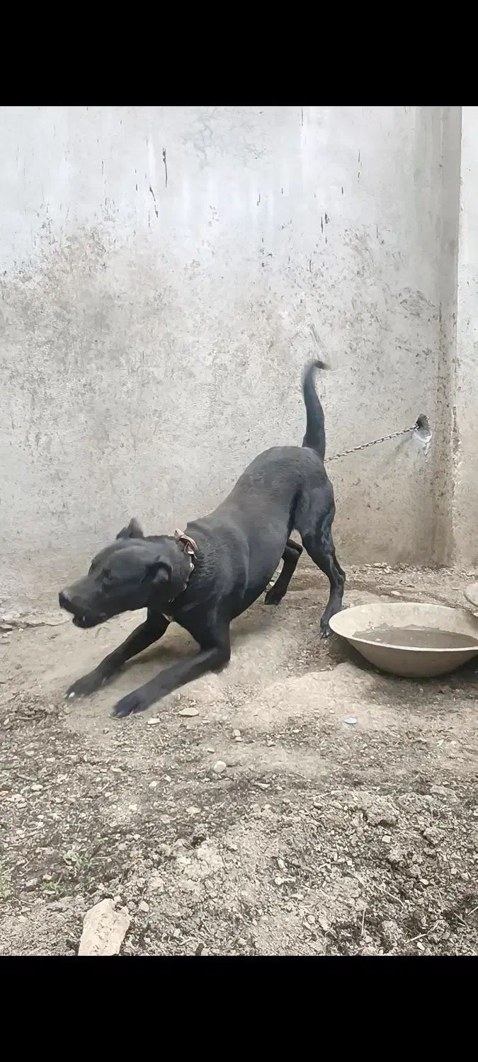 سگ نگهبان|سگ|شازند, |دیوار