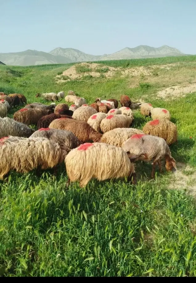 تخفیف به مدت یک هفته گوسفند از دامنه کوه های قوچان|حیوانات مزرعه|تهران, نارمک|دیوار