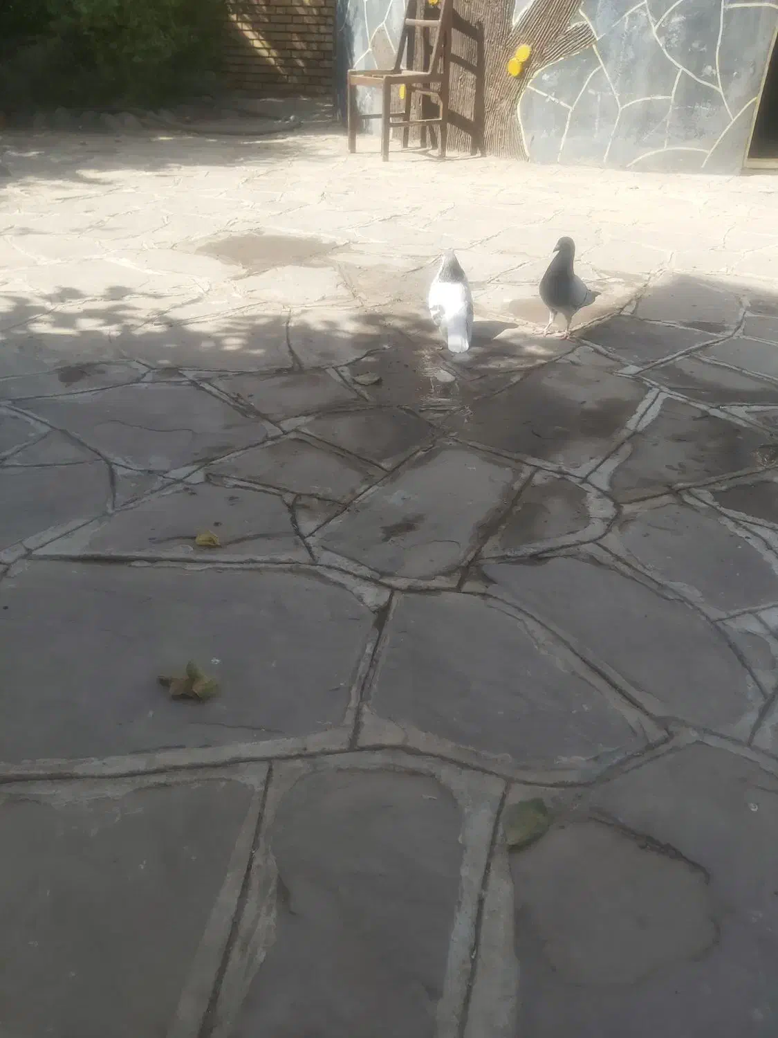 کفتر المانی فروشی پلاک دار و ساده پشت خاکستری|پرنده|طرقبه, |دیوار