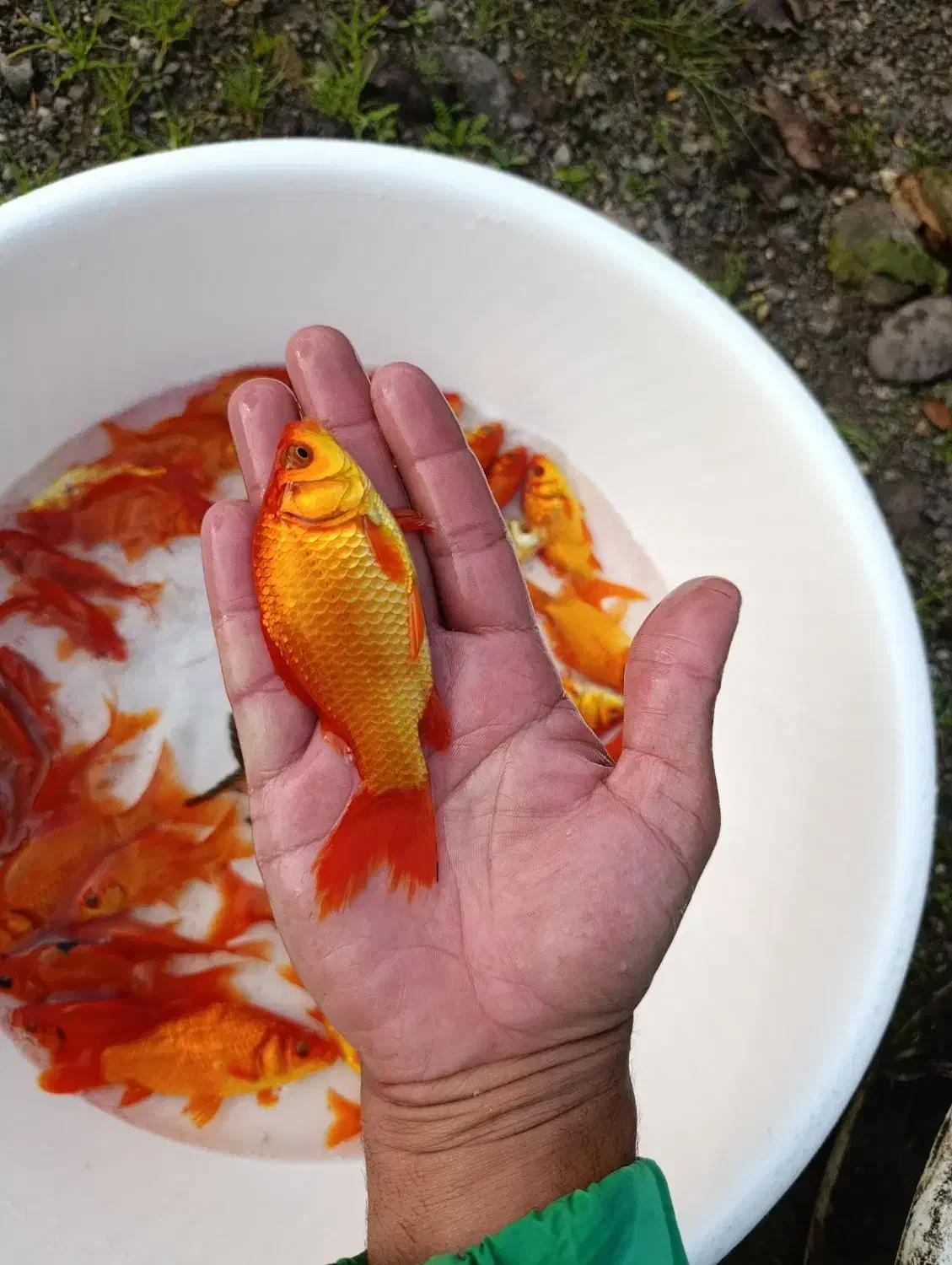 ماهی قرمز ۴ تا۵ بند|ماهی|سنگر, |دیوار