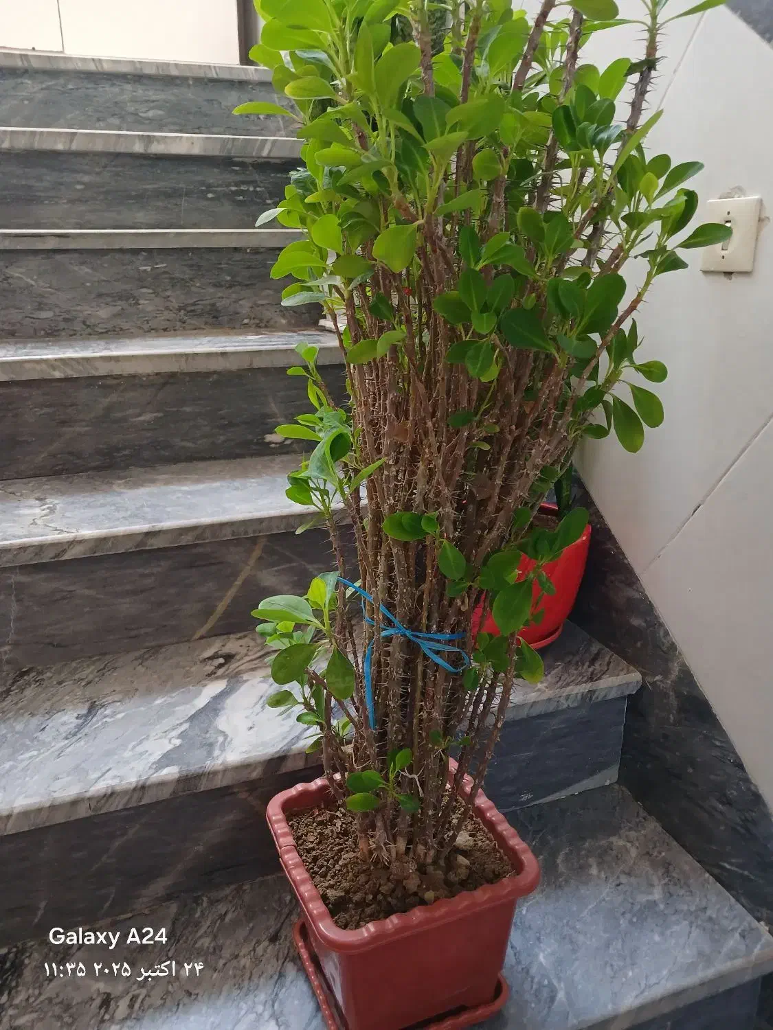 گل طبیعی|گل و گیاه طبیعی|بناب, |دیوار