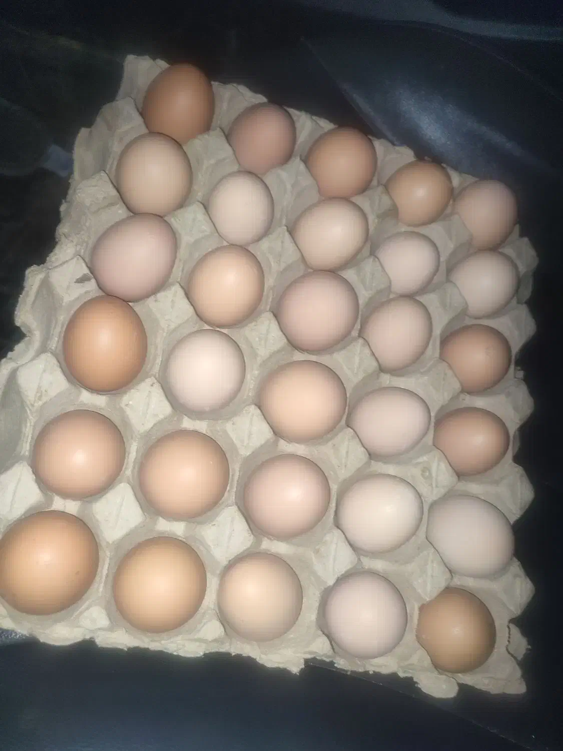 تخم مرغ محلی ارگانیک تضمینی|خوردنی و آشامیدنی|سنندج, |دیوار