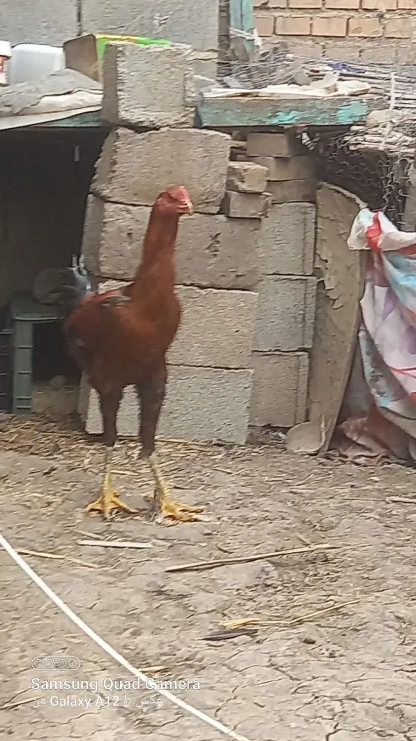 خروس لاری اصیل|حیوانات مزرعه|تاتار علیا, |دیوار