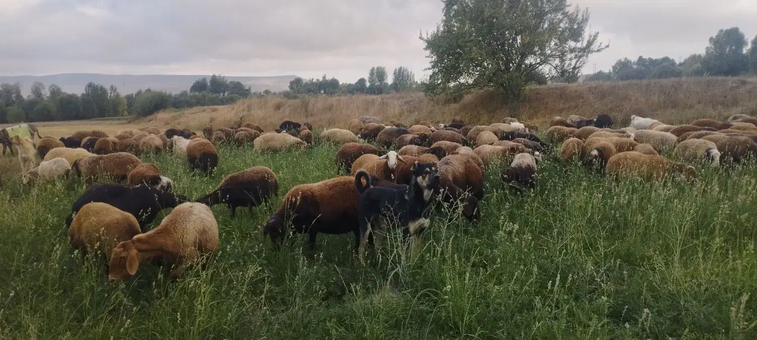 سرابی مناسب برای گله و نگهبانی|سگ|سرعین, |دیوار