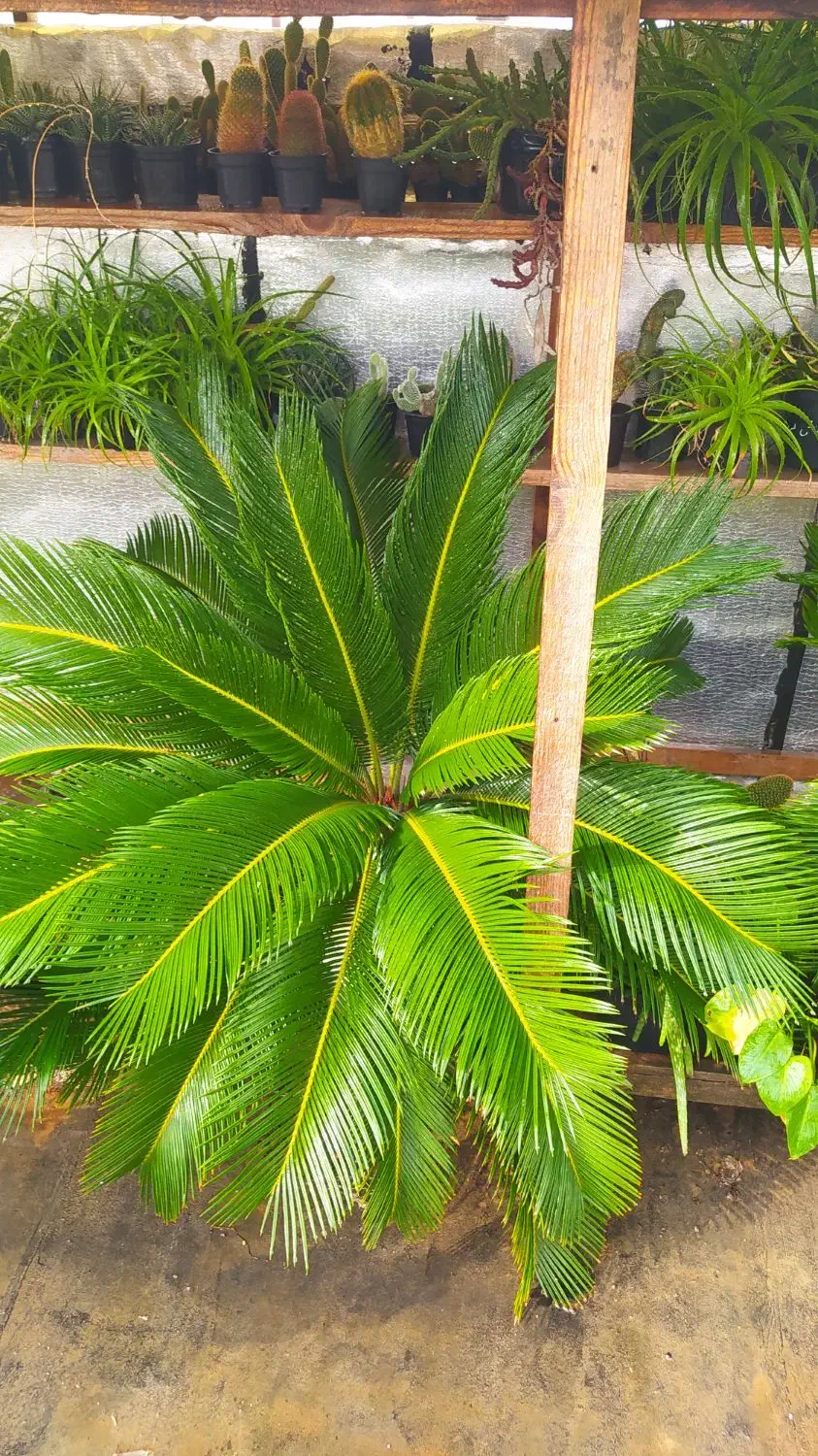 گل سیکاس بزرگ|گل و گیاه طبیعی|رشت, کوی یخ|دیوار