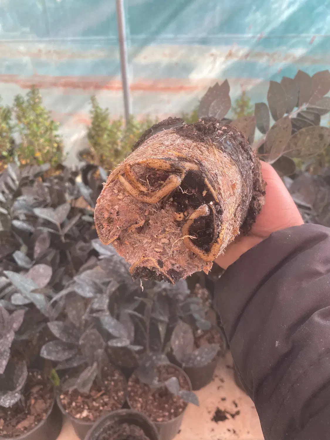 یه تخفیف ویژه فقط تا فردا شب|گل و گیاه طبیعی|یزد, |دیوار