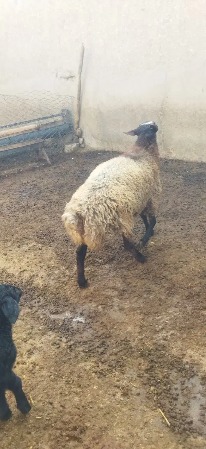 نر همو مناسب قوچ|حیوانات مزرعه|اسفراین, |دیوار