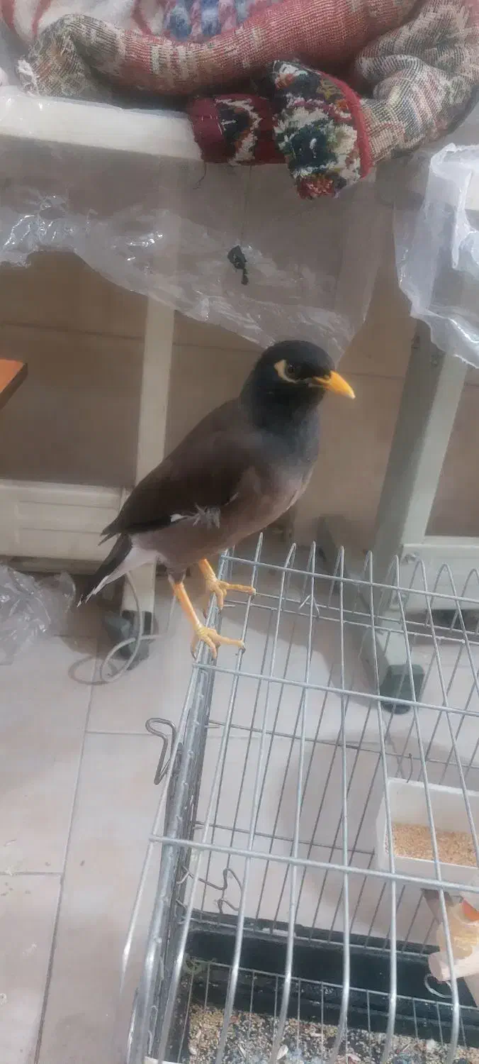 مینا سخگو جوجه امسال هرچی الان حرف بزنی یادمیگره|پرنده|بهارستان, |دیوار