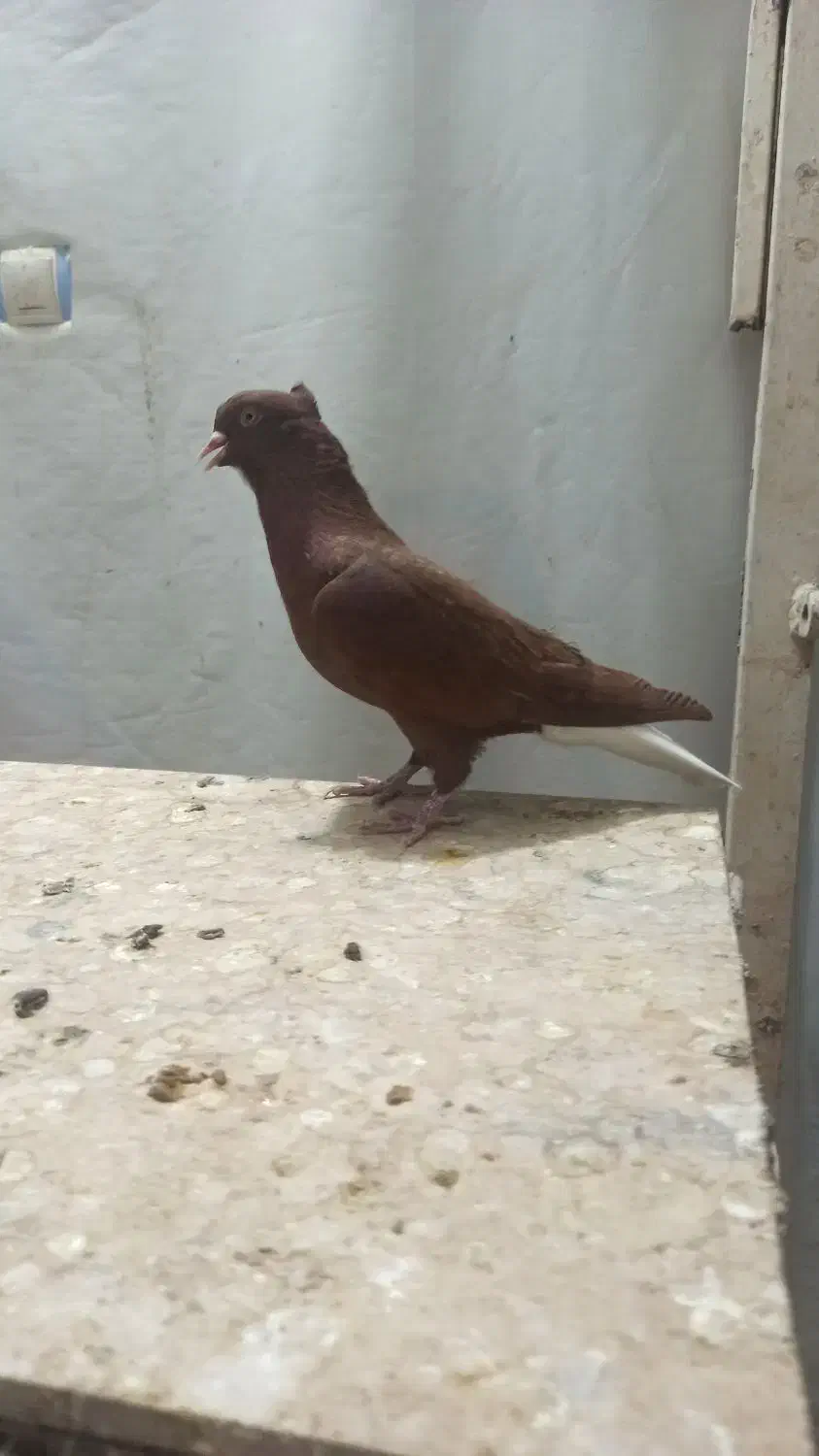 سرخ دم سفید|پرنده|بهبهان, |دیوار