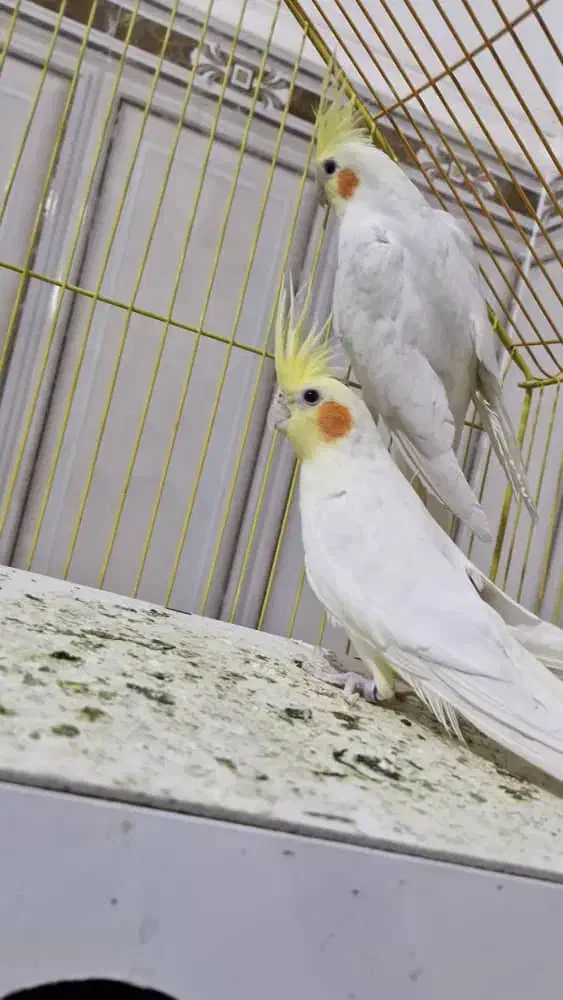 عروس هلندی|پرنده|نرماشیر, |دیوار