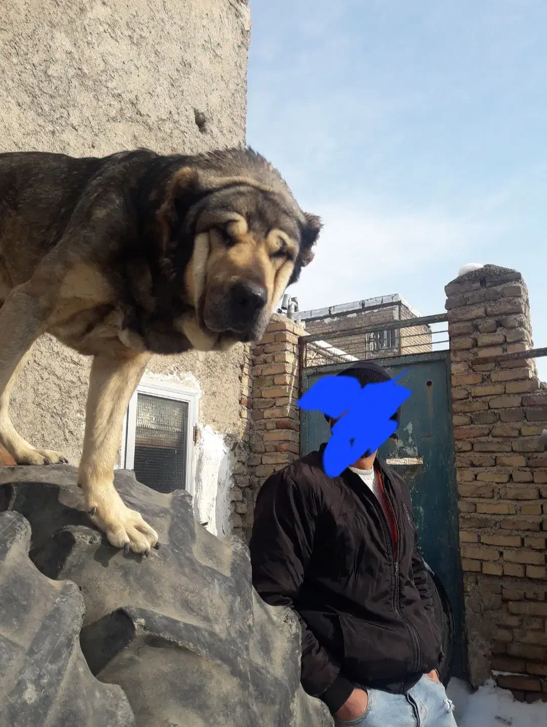 واگذاری سگ پژدر نر|سگ|محمدیه-قزوین, |دیوار