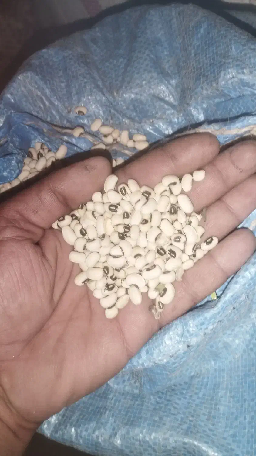 لوبیا عربی دانه بزرگ زودرس تناژ بالا|عمدهفروشی|حمیدیه, |دیوار