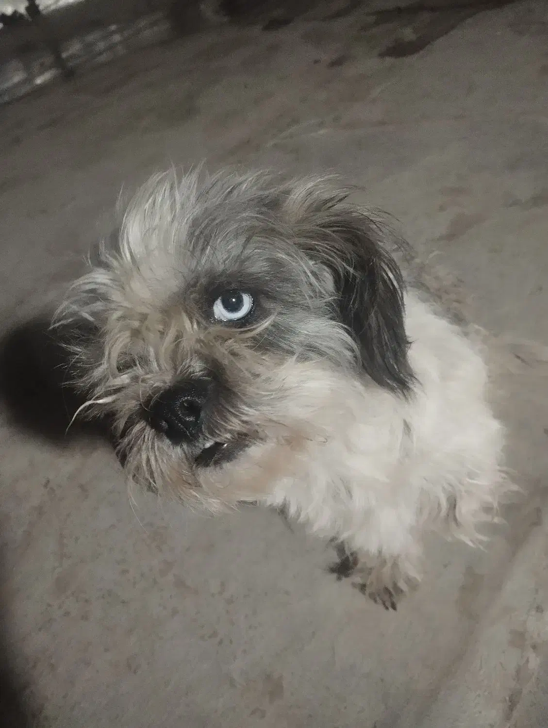 سگ یکساله ماده شیتزو|سگ|چهارباغ, |دیوار